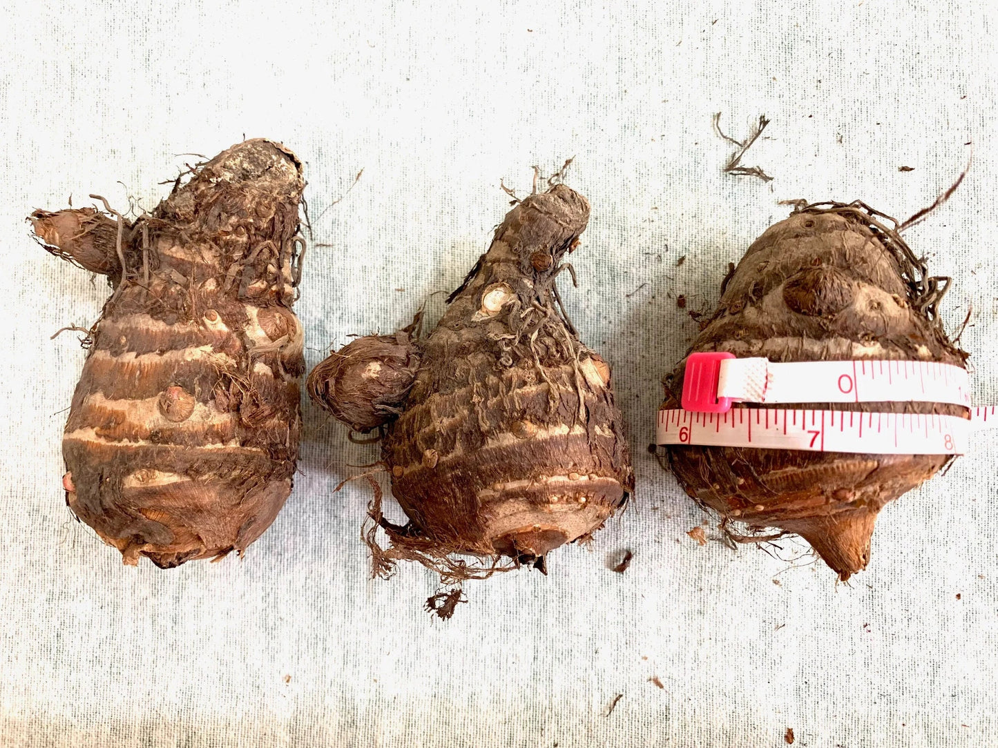 Colocasia Esculenta Elephant Ear Choose from 5 sizes, you get 1 Bulb *New Crop In Stock!!!***See all listing photos for measurements!!!