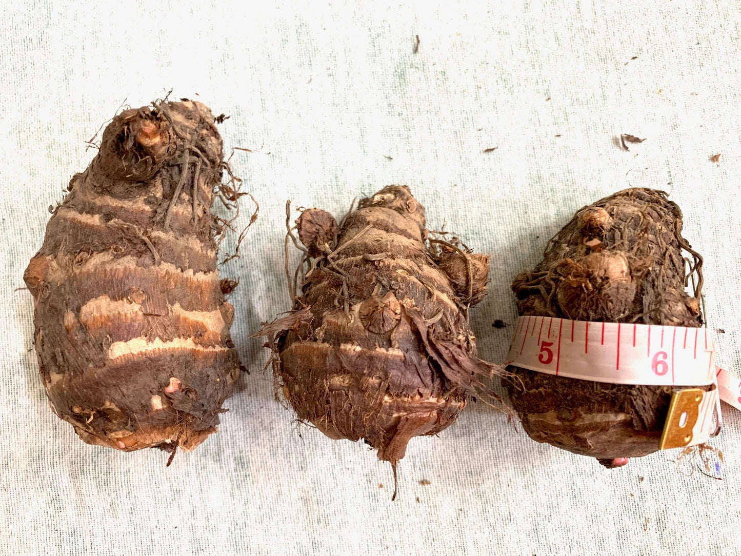 Colocasia Esculenta Elephant Ear Choose from 5 sizes, you get 1 Bulb *New Crop In Stock!!!***See all listing photos for measurements!!!