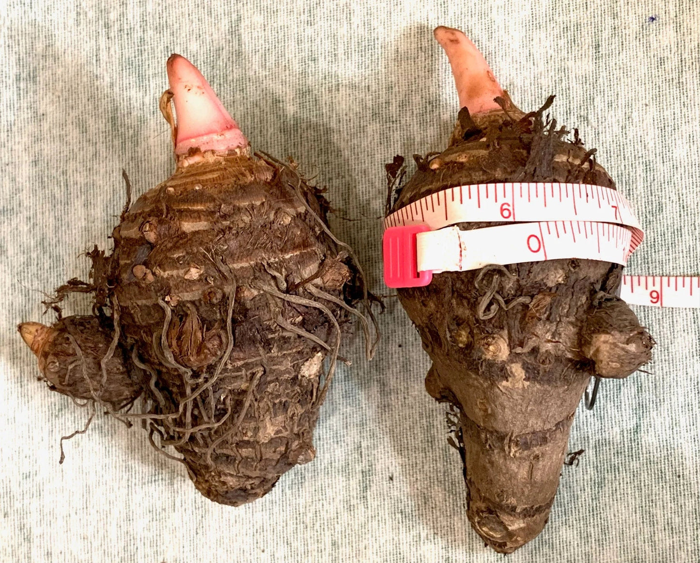 Colocasia Esculenta Elephant Ear Choose from 5 sizes, you get 1 Bulb *New Crop In Stock!!!***See all listing photos for measurements!!!