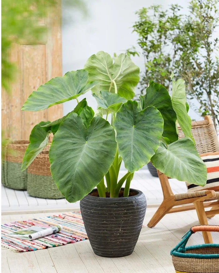 Colocasia Esculenta Elephant Ear Choose from 5 sizes, you get 1 Bulb *New Crop In Stock!!!***See all listing photos for measurements!!!