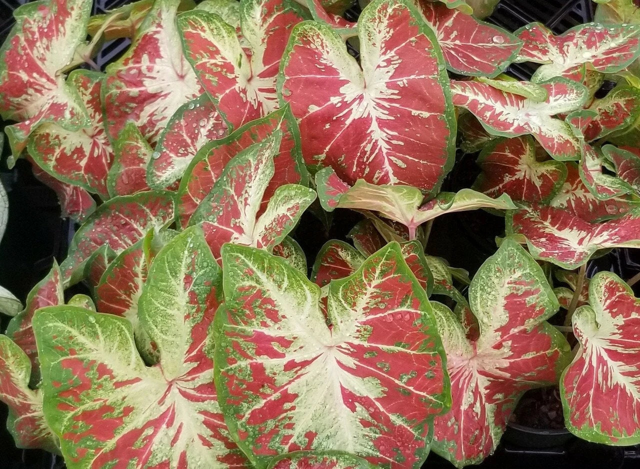 Caladium 'Just Saucy' Size #2 (2 Bulbs) ***New Crop