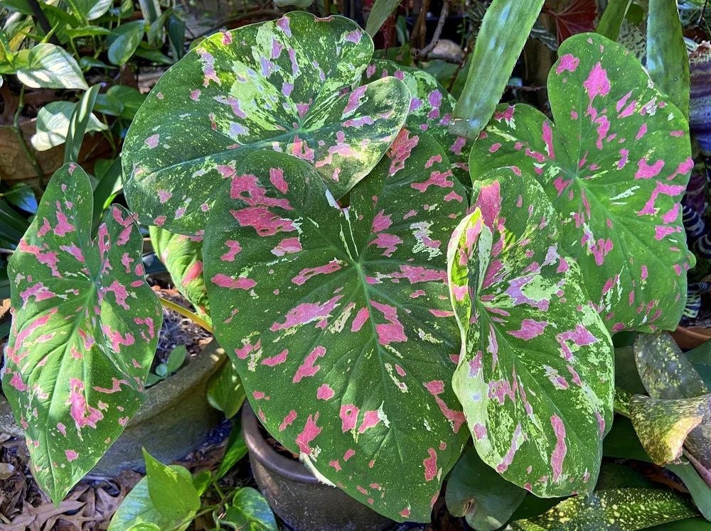 Caladium 'Florida Beauty' Size #2 ( 2 bulbs ) **New Crop 2025 in Stock!!! **Very limited availability