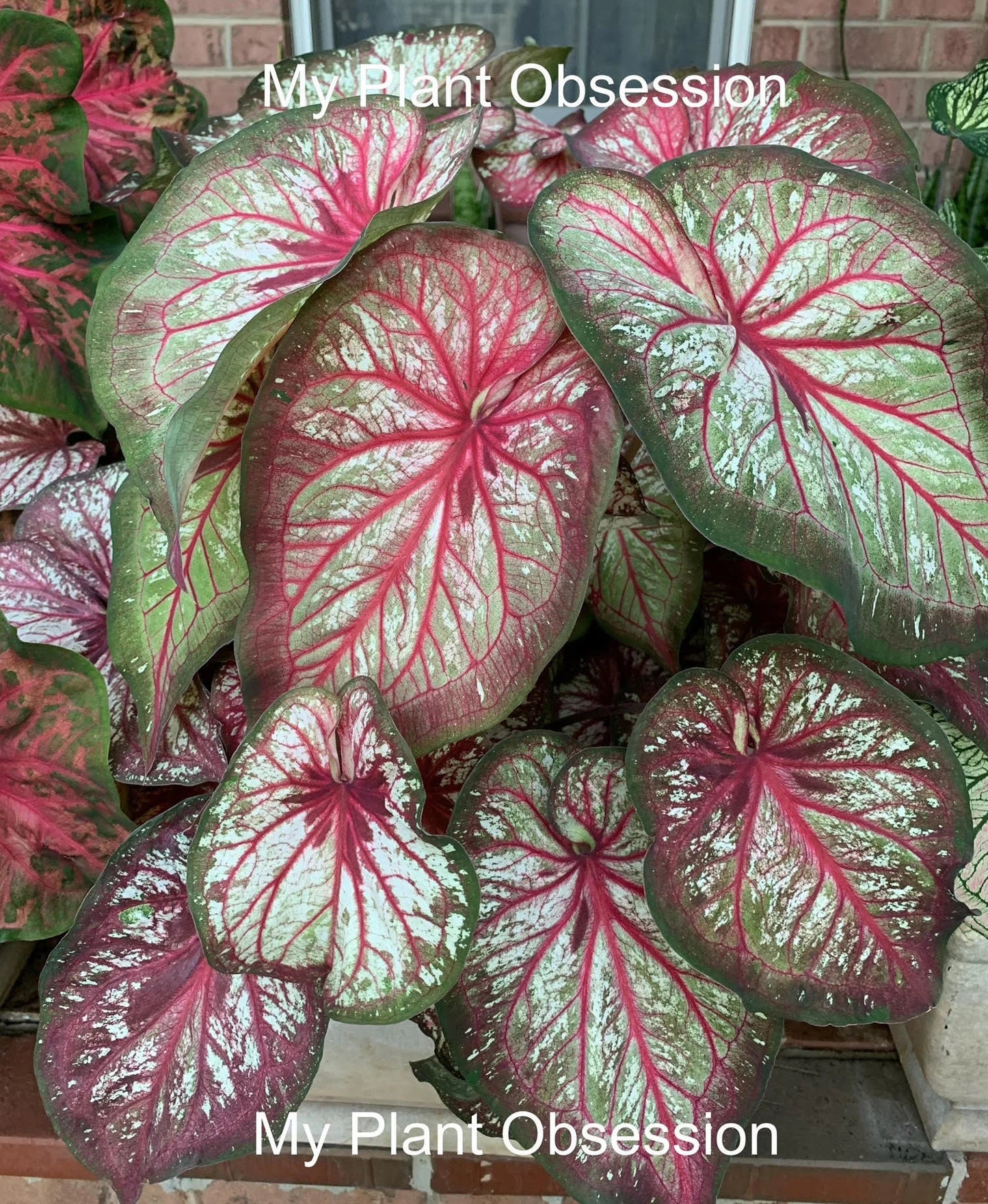 Caladium 'Xplosion' Size#2(2 bulbs), Size #1(1 Larger bulb) ** New Crop