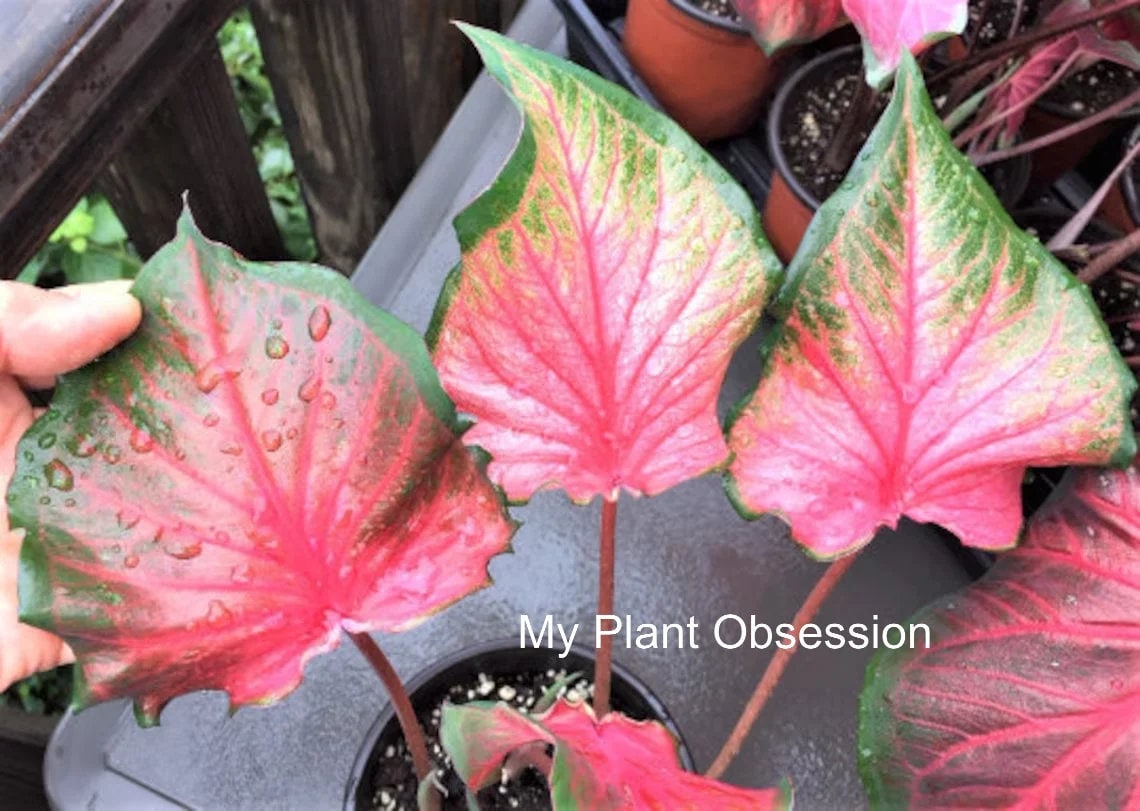 Caladium 'Pink Gem' Size#2(2 bulbs) ***New Crop 2025 In Stock!!!