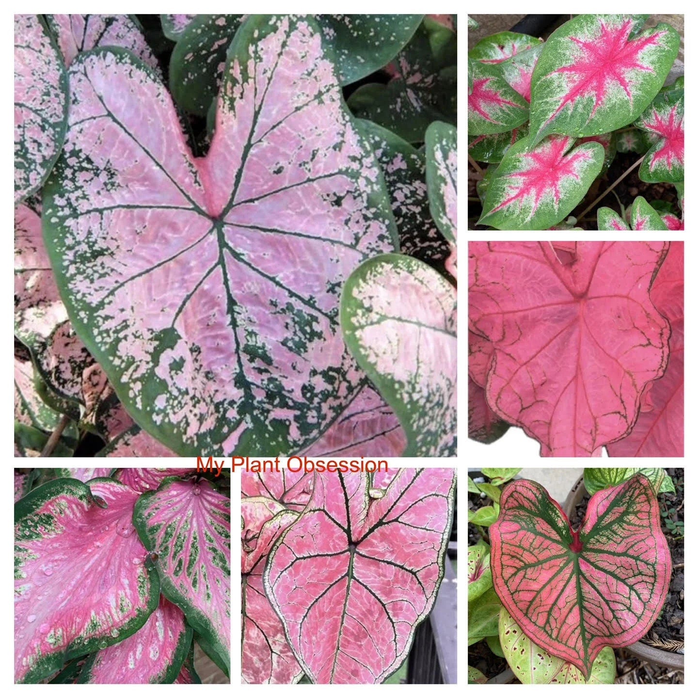 Caladiums Pink Random Mix 'Value Pack' (6 Bulbs) Size #2 ***New crop in stock!!! ***These are mixed at the farm
