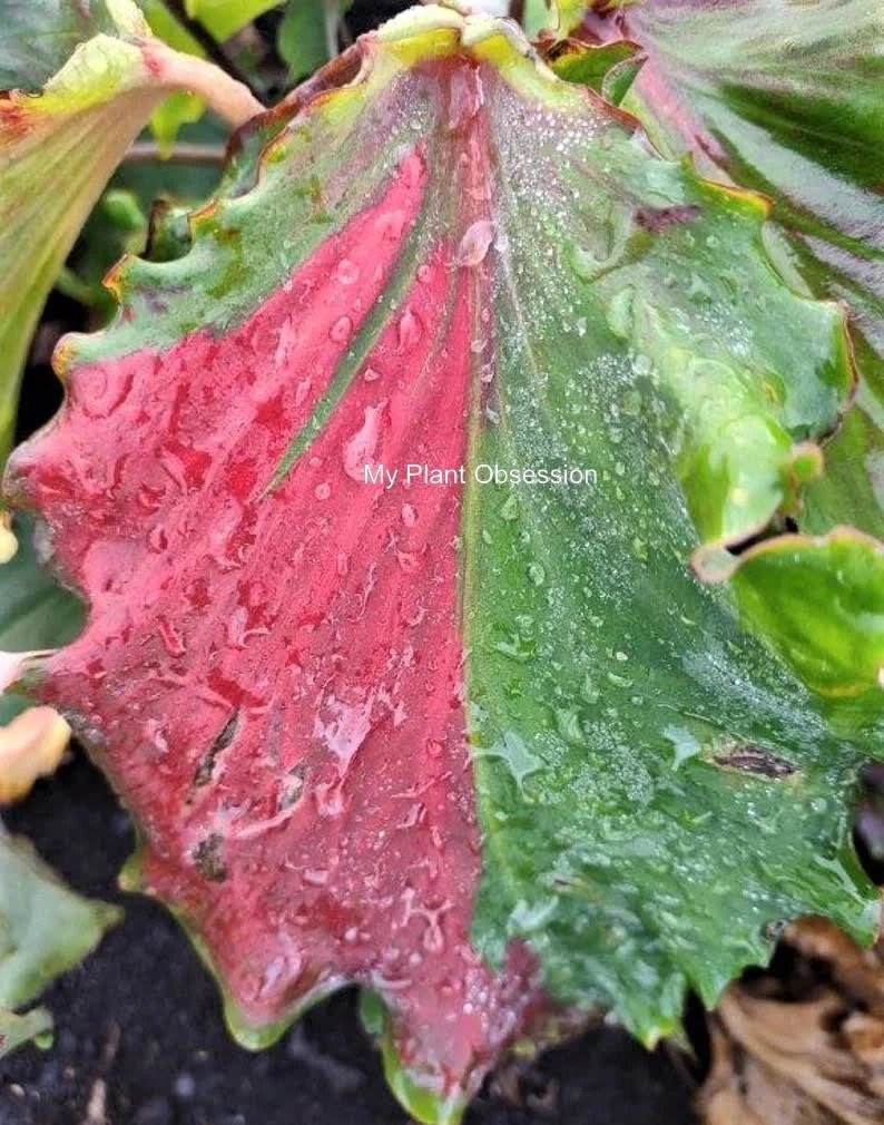 Caladium 'Harrison Strap' Size #2 (2 bulbs) ***New Crop 2025 in stock!!!