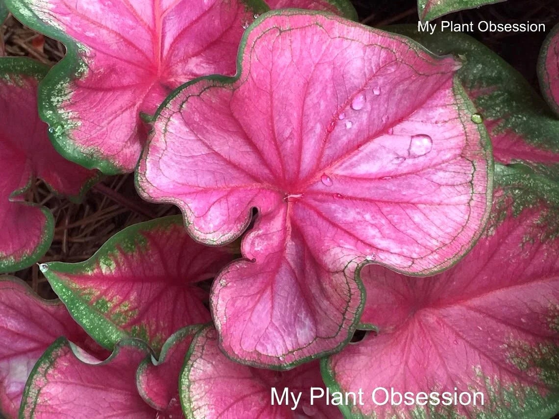 Caladium Florida Sweetheart Jumbo, Mammoth ** New Crop 2025 ** VERY Limited in Stock!!!