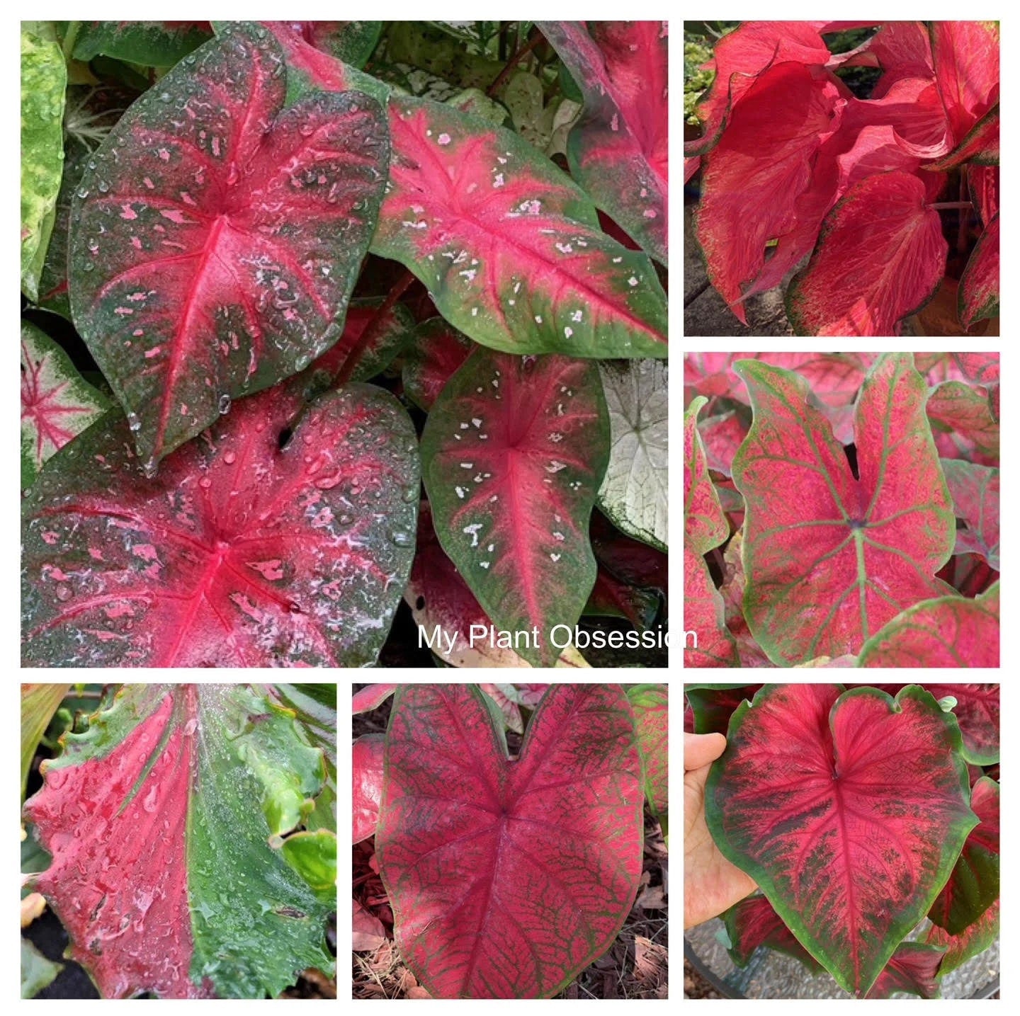 Caladiums RED Random Mix 'Value Pack' (6 Bulbs) Size #2 ***New crop in stock!!! ***These are mixed at the farm