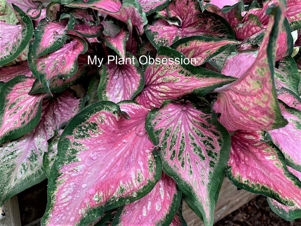 Caladium 'Va Va Violet' Size #2 (2 Bulbs) ** New Crop