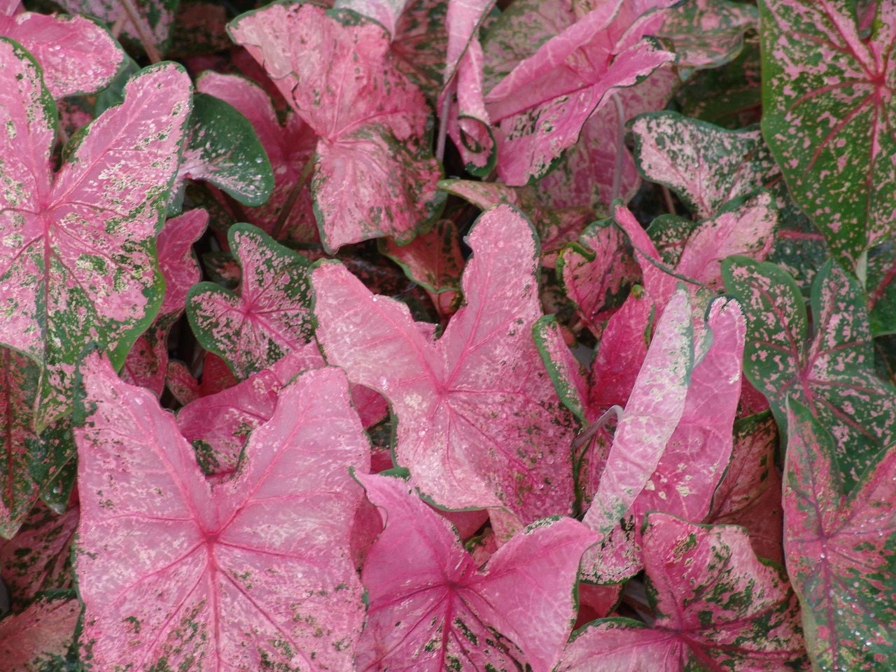 Caladium 'Pink Beauty' Size#2(2 bulbs) ***New Crop 2025 In Stock!!!