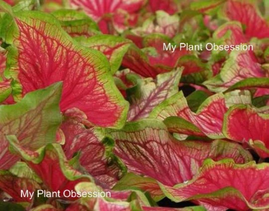 Caladium 'Tiki Torch'' Size #2 (2 Bulbs) ** New Crop 2025 in stock now!!!