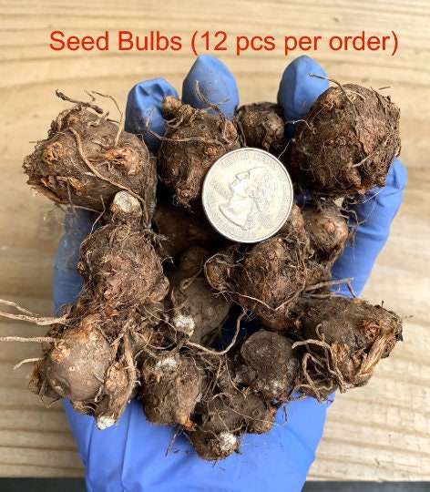 Caladiums Random Mix 'Value Pack' Size #2(6 Bulbs), Seed Bulbs(12 bulbs) ***New Crop in stock!!! ***These are mixed at the farm