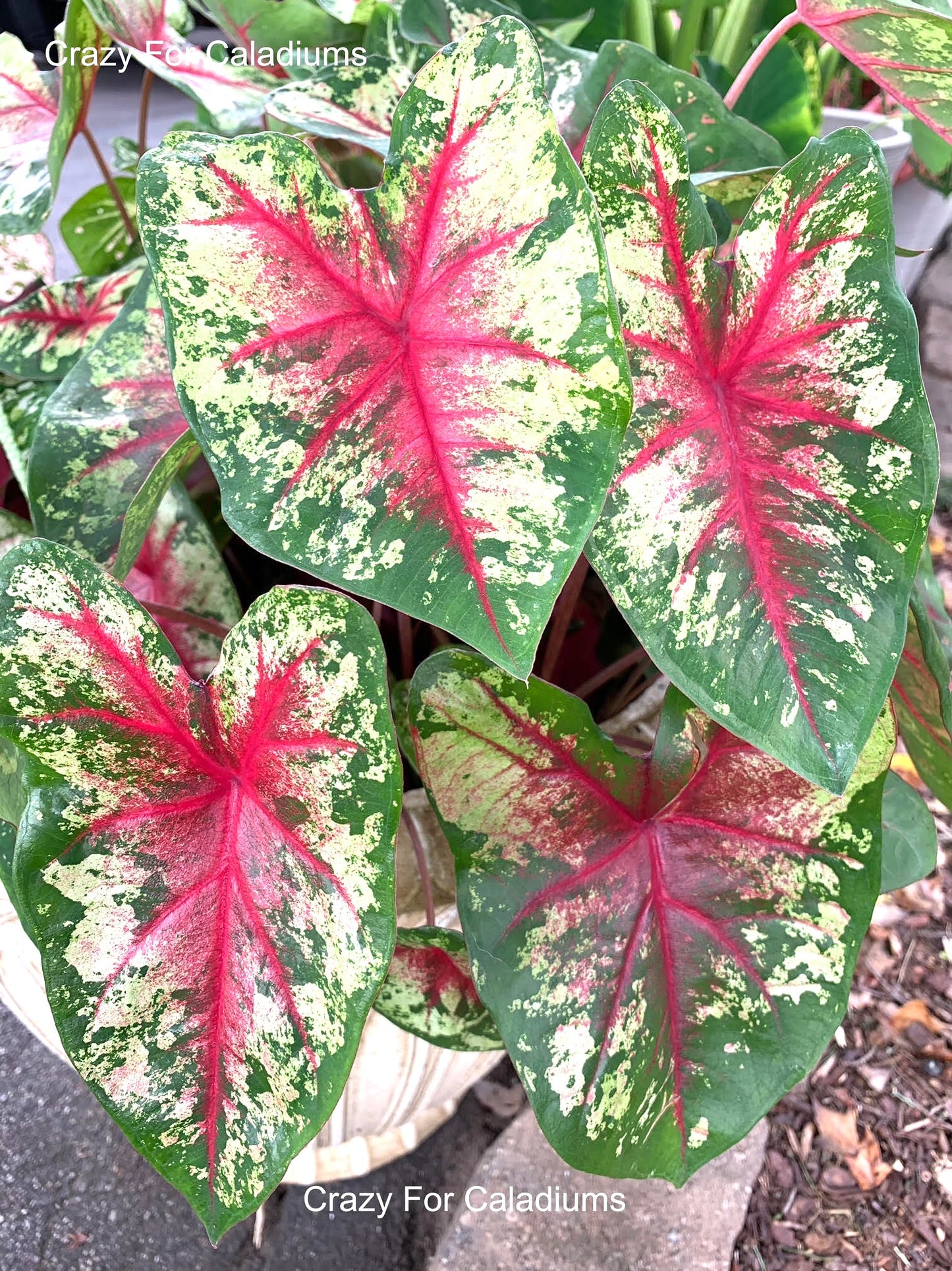 Caladium 'Flatter Me' Size #2 (2 Bulbs) ** New Crop