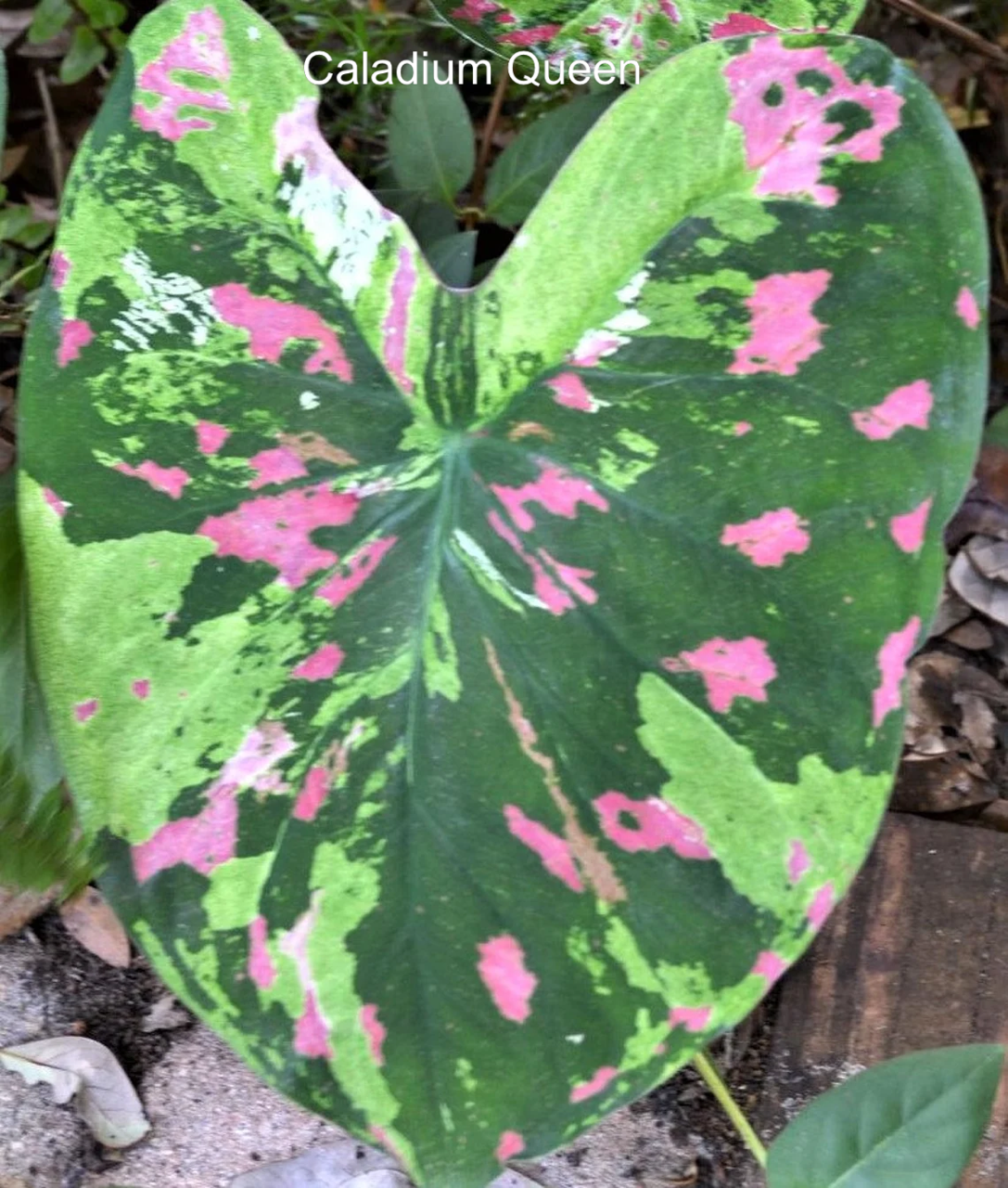 Caladium 'Florida Beauty' Size #2 ( 2 bulbs ) **New Crop 2025 in Stock!!! **Very limited availability