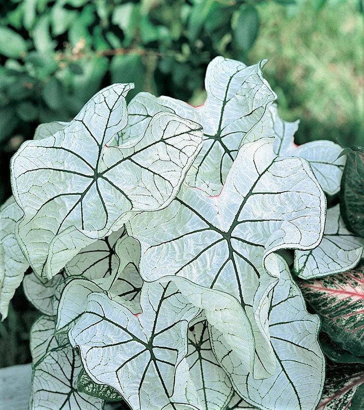 Caladium 'Candidum Jr' Size#2(2 bulbs)  Size #1(1 bulb Large) **New Crop 2024 In Stock!!!