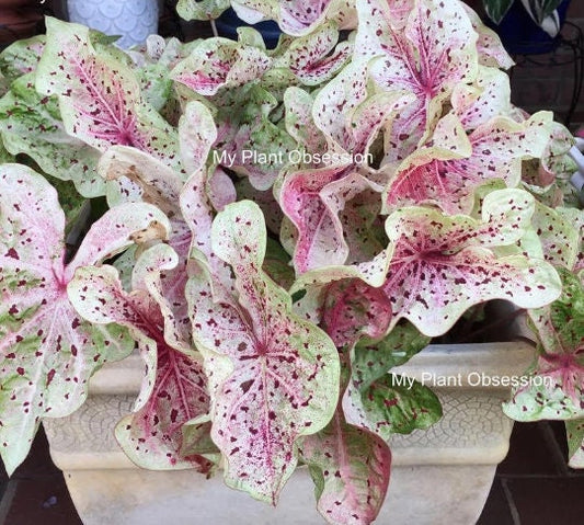 Caladium  Miss Muffet *Size #2(2bulbs) Size #1(1 bulb Larger) **2024 stock