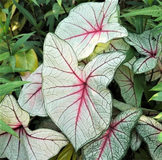 Caladium  White Queen *Size #2(2bulbs) Size #1(1 bulb Larger) **2024 stock