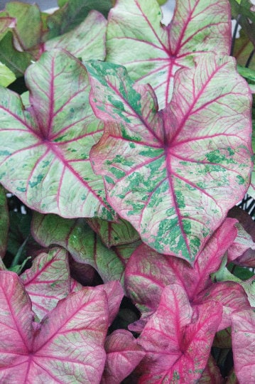 Caladium 'Autumn Beauty' Size #1( 1 bulb/Larger 1-1/2" to 2-1/2")  ** New Crop 2024  ** VERY Limited!!!