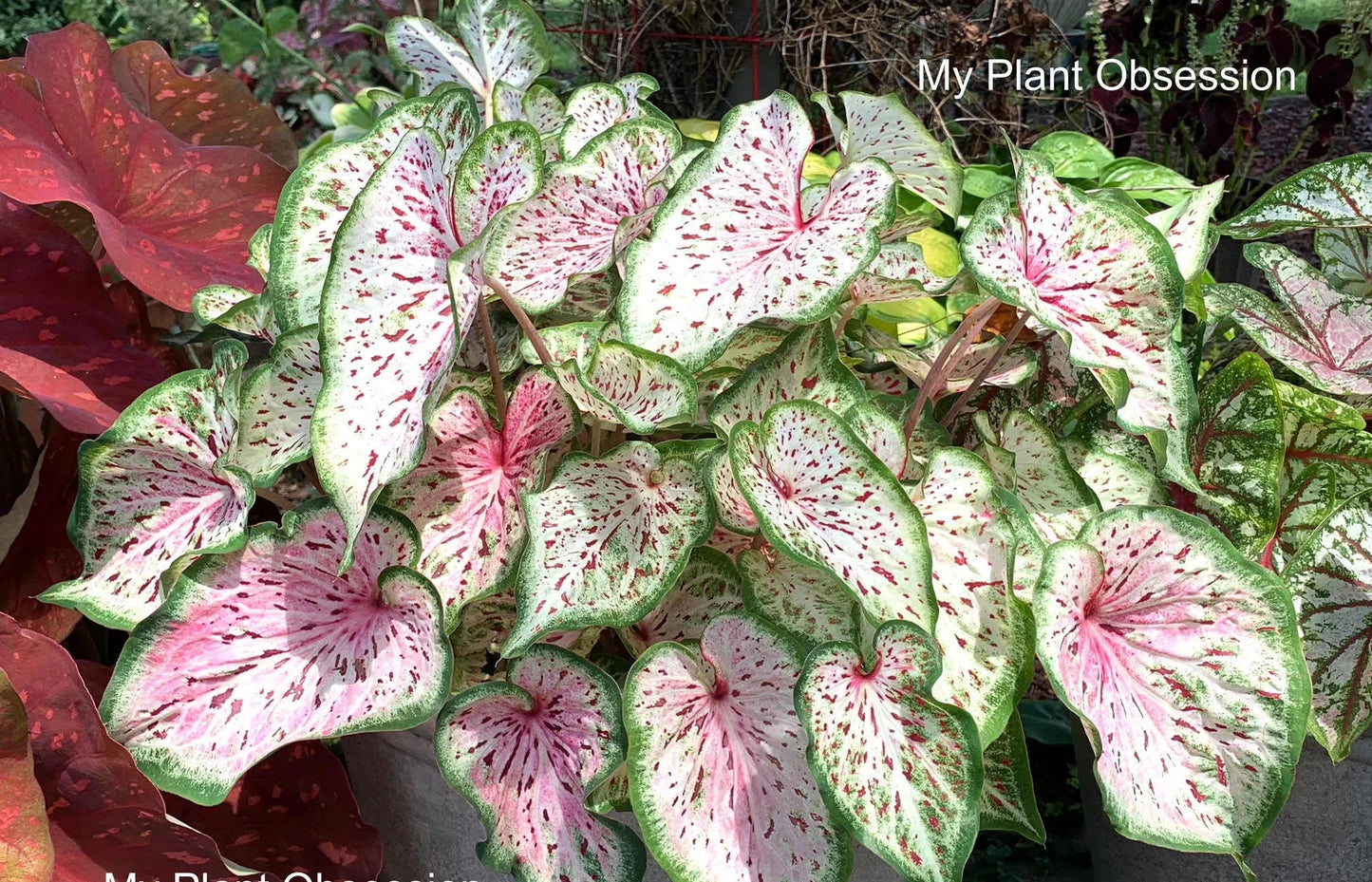 Caladium 'Day Dreamer' Size #2 (2 Bulbs)  ** New Crop 2024