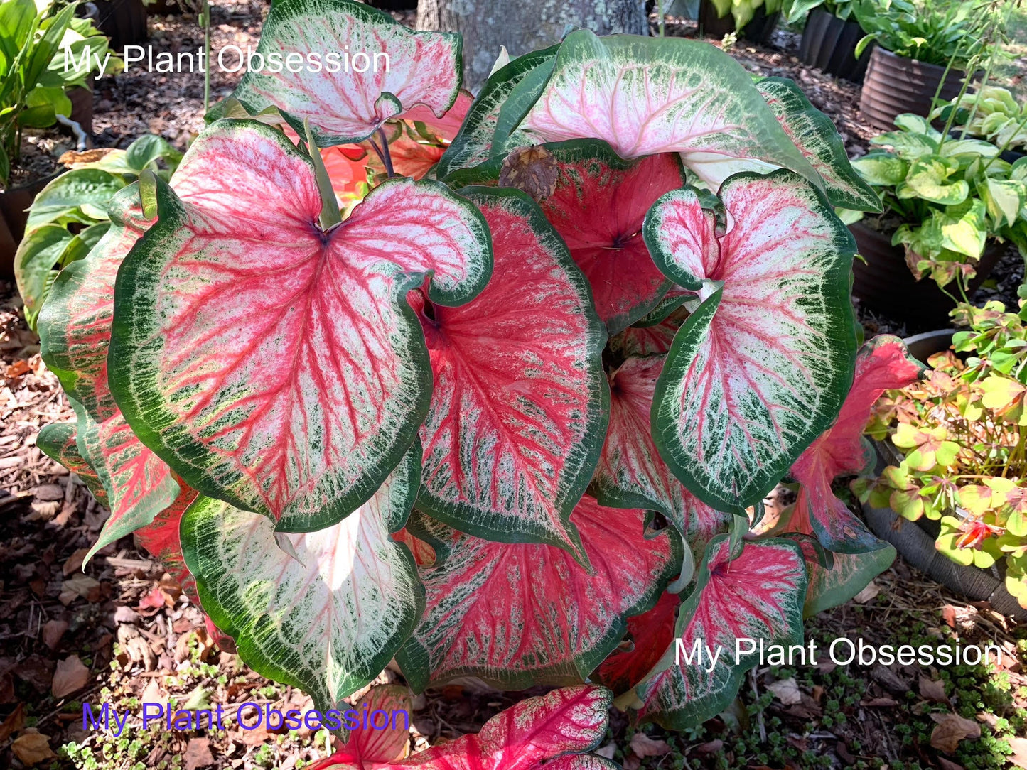 Caladium 'Bold 'N Beautiful' Size #2(2 bulbs) Size #1(1 Larger bulb) New Crop 2024 In Stock!!!