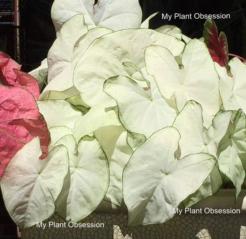 Caladium 'Florida Moonlight'  Jumbo, Mammoth **2025 crop Very Limited!!! **In Stock NOW!!!