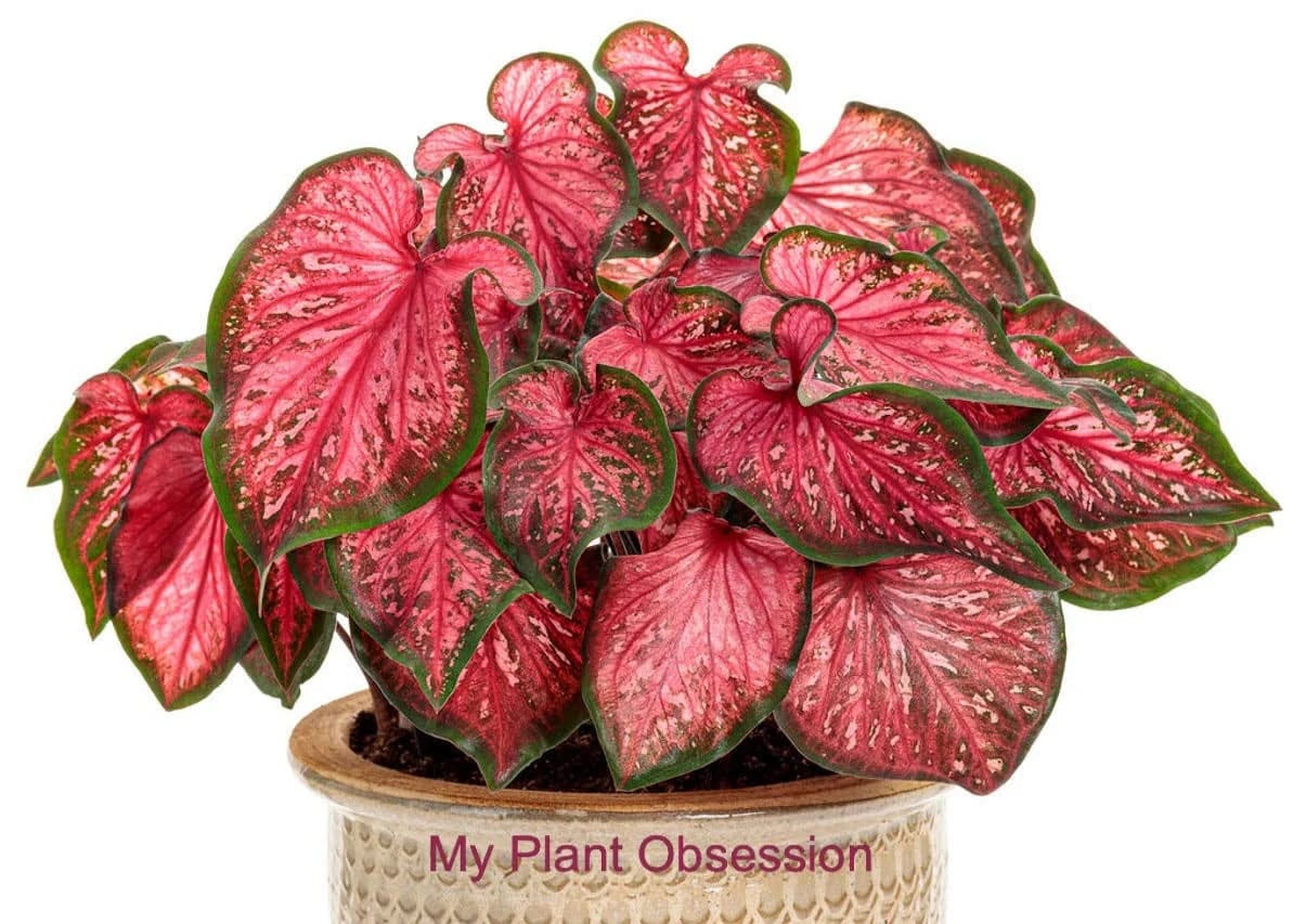 Caladium ''Scarlet Flame" Size Seed Bulbs 5 bulbs per pack ***New Crop 2024