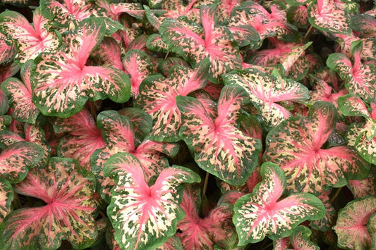 Caladium 'Clowning Around' Size #2 (2 Bulbs) **New Crop 2024 In Stock!!!