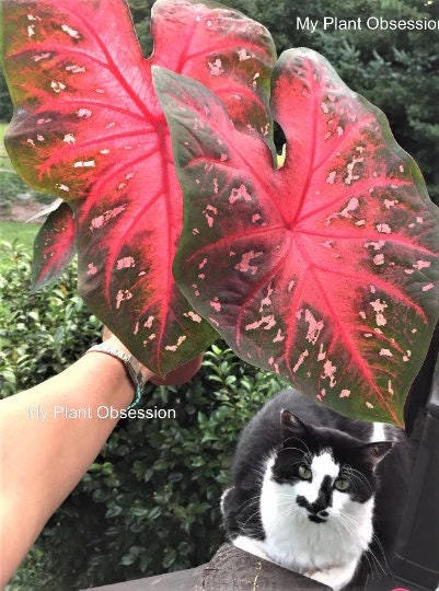 Caladium 'Red Flash'  Size #2 (2 bulbs) Size #1(1 bulb/Large)  ** New Crop
