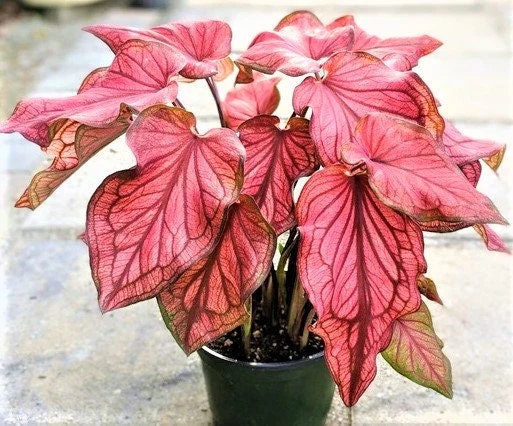 Caladium ''Desert Sunset' Size #2 (2 Bulbs)  ** New Crop 2024