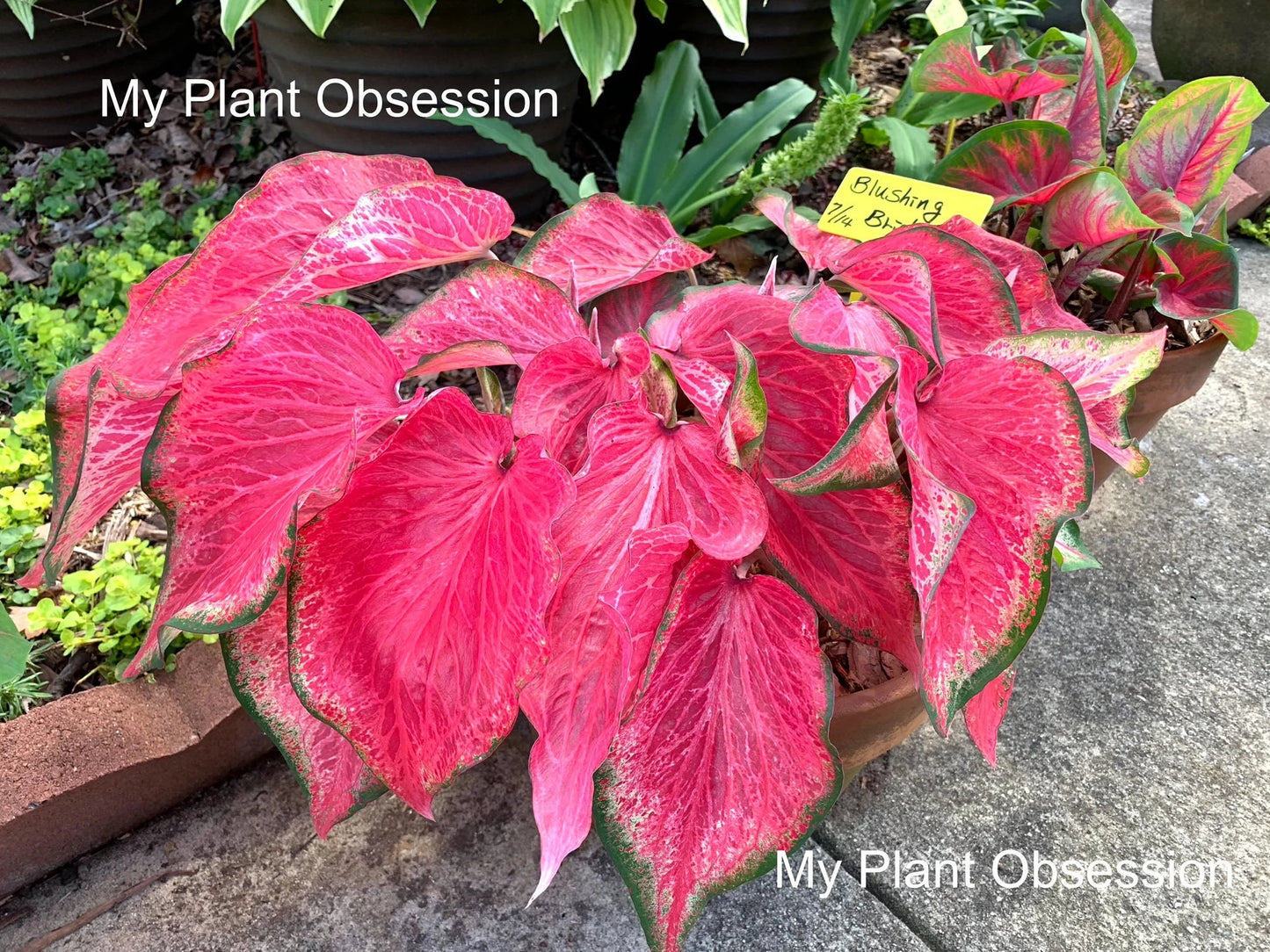 Caladium 'Blushing Bride' Size#2(2 bulbs) ** New Crop 2024