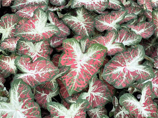 Caladium 'Dawn to Dusk'   Size #2 (2 Bulbs), ** New Crop 2024