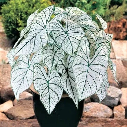 Caladium 'Candidum' *Size#2(2 bulbs) New Crop 2024 In Stock!!!