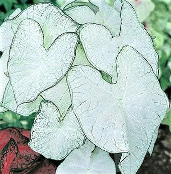 Caladium  Florida Moonlight *Size #2(2bulbs) Size #1(1 bulb Larger) **2024 stock