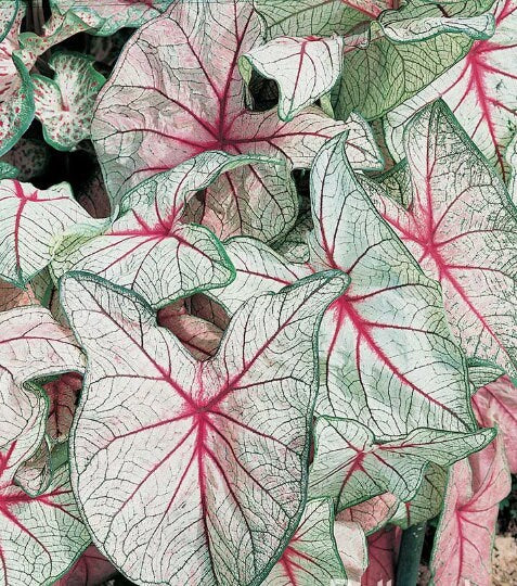 Caladium  White Queen *Size #2(2bulbs) Size #1(1 bulb Larger) **2024 stock