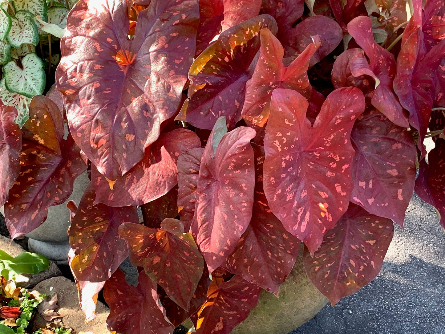 Caladium  Burning Heart Size #2 (2 Bulbs) Size #1(1 bulb / Large) ** New Crop 2024