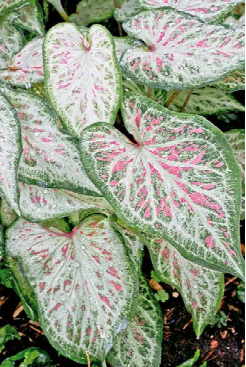 Caladium ' Candyland' Size #2(2 bulbs) Size #1(1 bulb Large) ** New Crop 2024