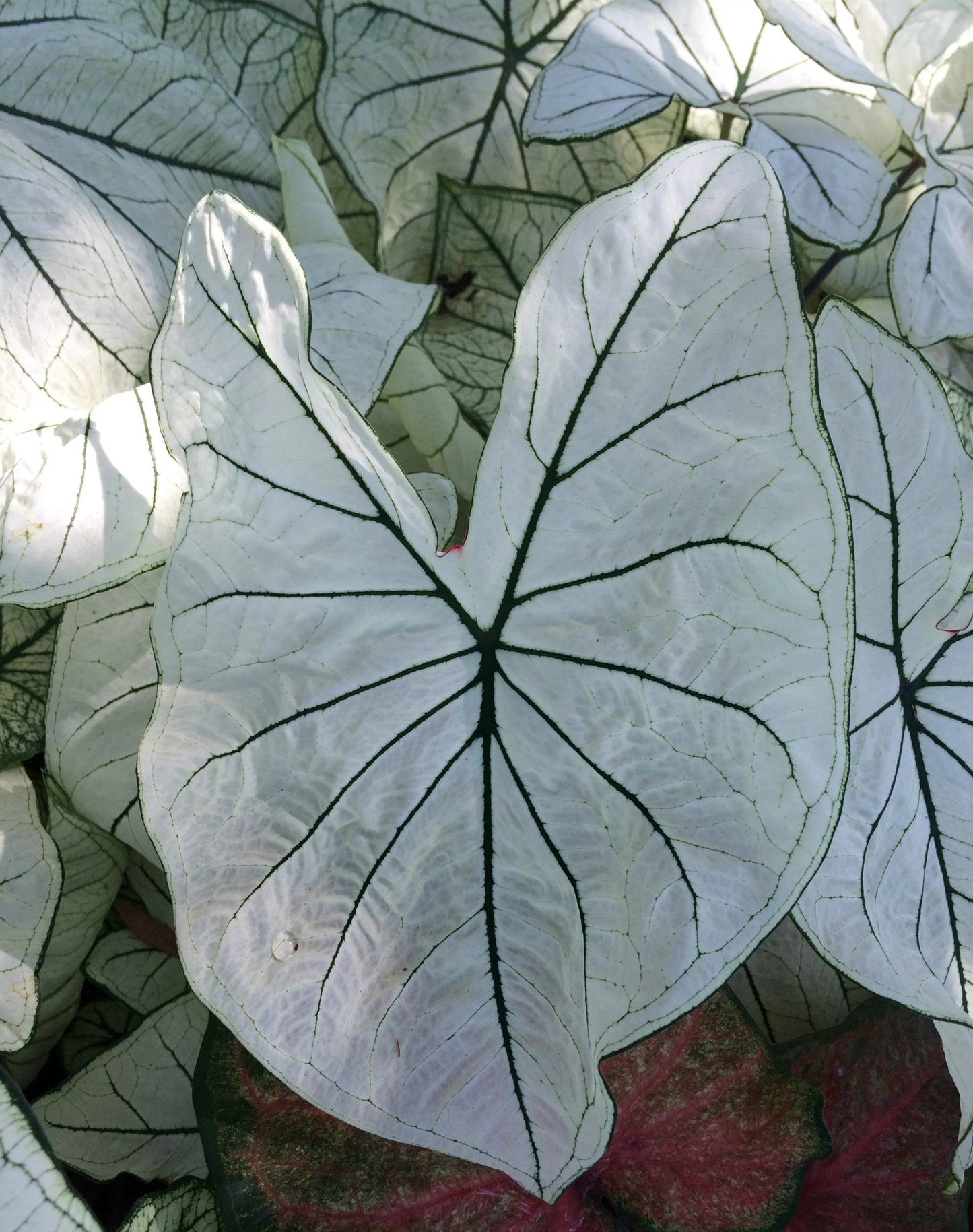 Caladium 'Allure' Size #2 (2 Bulbs)   ** New Crop 2024