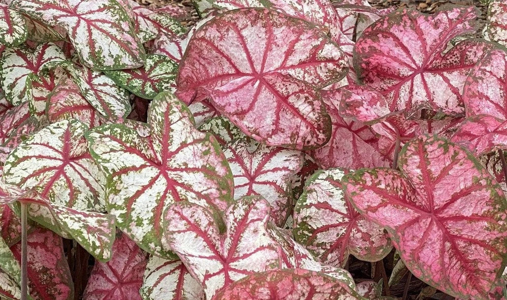 Caladium 'Bottle Rocket'  Size #2 (2 Bulbs) Size #1(1 bulb Large) *New crop 2024