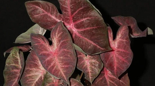 Caladium 'Berries 'N Burgundy' Size #2(2 bulbs)  Size #1(1 bulb / Large)  ** New Crop 2024