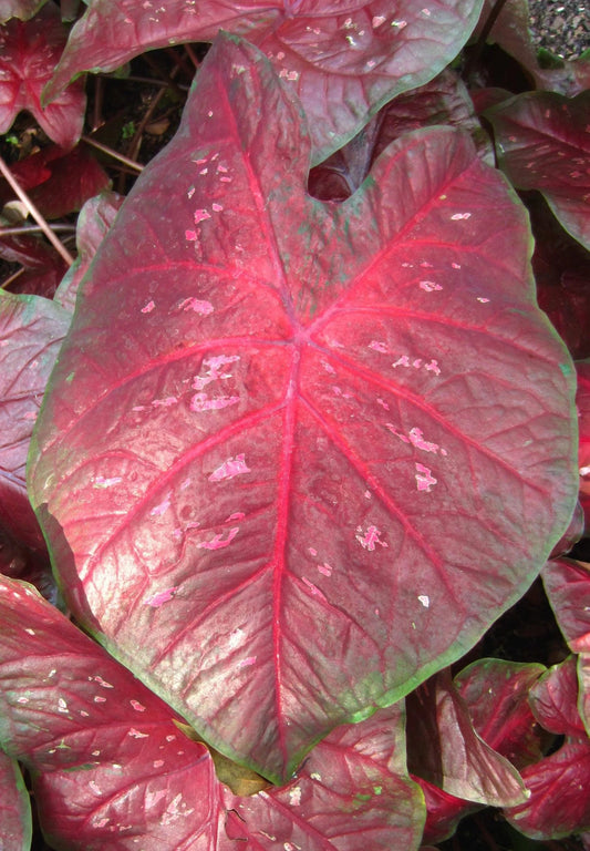 Caladium 'Burst My Bubble'  #2 (2 Bulbs)  ** New Crop 2024