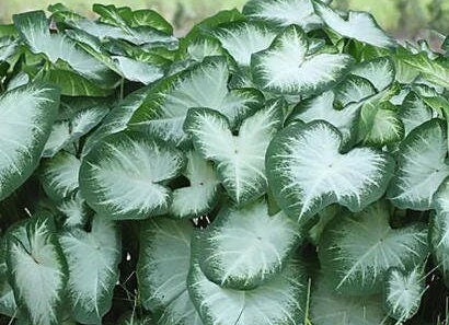 Caladium 'Aaron'  Size#2(2 bulbs)  Size #1(1 bulb/Large) ***New Crop 2024 In Stock!!!