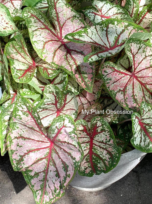 Caladium 'Carousel' Size#2(2 bulbs),  Size #1(1 Larger bulb)  ** New Crop 2024