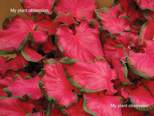 Caladium 'Cherry Tart' Size #1 (Large 1 Bulb) ** New Crop 2024 ***Very Rare & limited availability