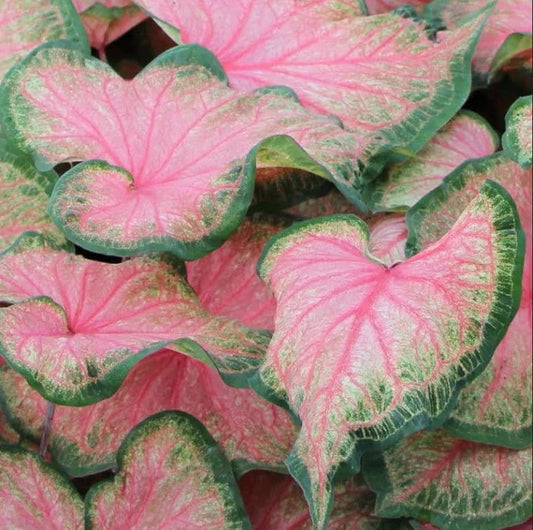 Caladium 'Chinook' Size #2 (2 Bulbs)  ** New Crop 2024