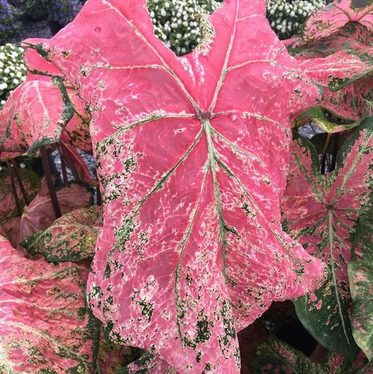 Caladium 'Ballet Slippers' for Sun or Shade, Size #2 (2 Bulbs)  ** New Crop 2024